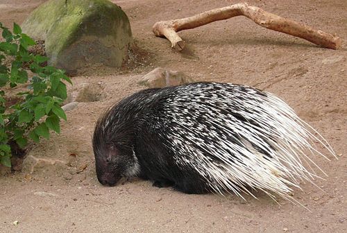 Crested porcupine